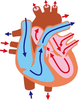 心臓解剖図 弁膜症